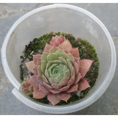 Молодило Медіум. Розетка в контейнері Д5.