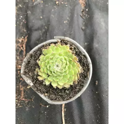 Молодило Браво. У контейнерах Д5.