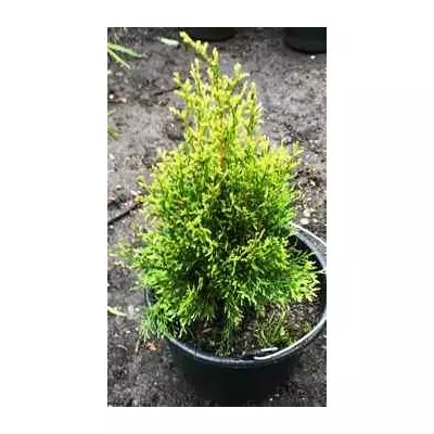 Туя західна Smaragd Witbont. У контейнерах 12 л.
