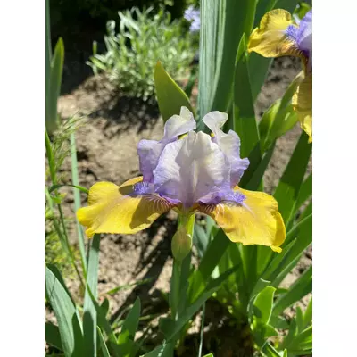 Ірис карликовий Блю хат бой. У контейнерах 0.5 л.