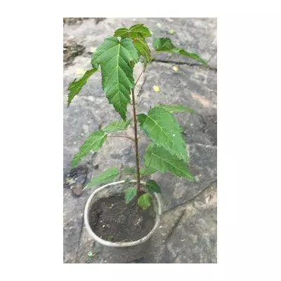 Клен Гінналу. (Приречний). У контейнерах 0.5 л.