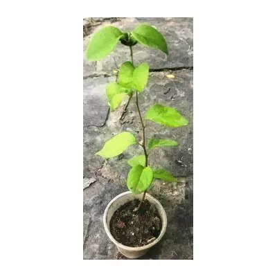 Айва звичайна. Сіянці в контейнерах Д5.