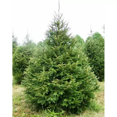 Ялина звичайна. У контейєнерах Д5.