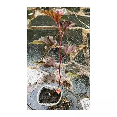 Бульбашник калінолистий Леді ін Ред (Lady in Red). У контейнерах 0.5 л.