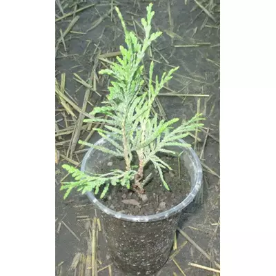 Туя західна Глобоза. Саджанці в контейнерах 0.5 л.