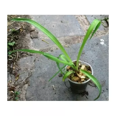 Лилейник Canadian Border Patrol. Д5.