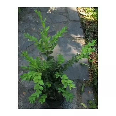 Самшит. Н 35 см. + У контейнерах Д12.