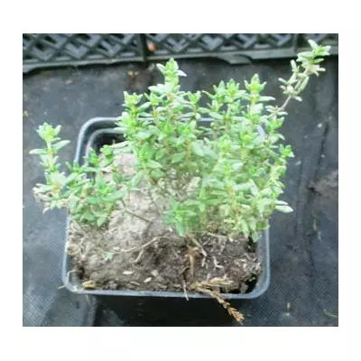 Чебрець звичайний. У контейнерах Р 6 9.