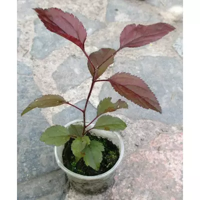 Яблуня декоративна. Сіянець плакучіої червонолистої яблуні). У контейнерах Д5.