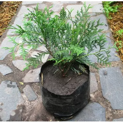 Туя західна Глобоза. Саджанці в контейнерах Д19.