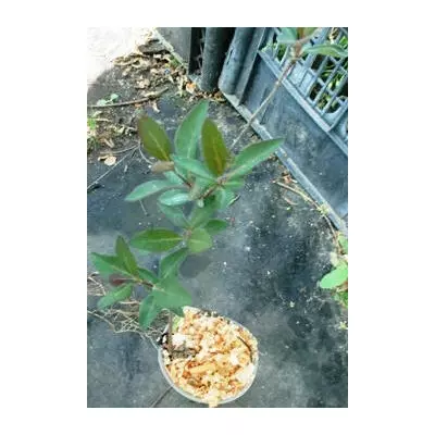 Жимолость, що в'ється пізня Сиротина. Д5.