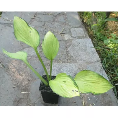 Госта Голд стандарт. В контейнерах Д 12.