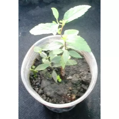 Спирея японська Альбіфлора. У контейнерах Д5.