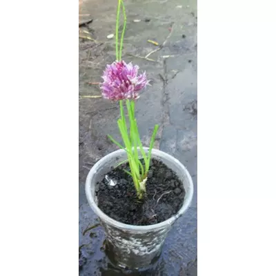 Лук шне альпійський. Декоративний бузковий низький. Розсада. Д5.