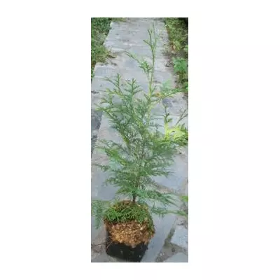 Туя західна Брабант. Саджанці в контейнерах Д12.