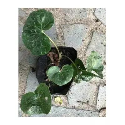 Копітен. У контейнерах Д12.