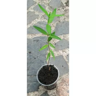 Ватівник інкарнатний. Розсада в контейнерах Д5.