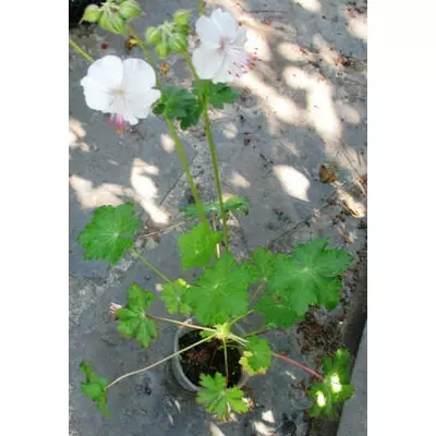 Герань кентамбрійська Біоково. У контейнерах Д5.