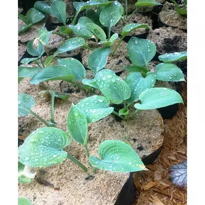 Хоста сиза компактна СП 3. Саджанці в контейнерах Д12.