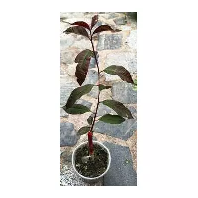 Персик декоративний червонолистний. У контейнерах 0.5 л.