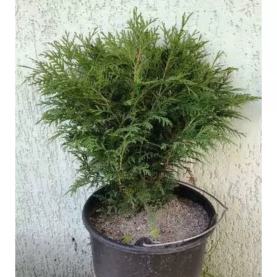 Туя західна Глобоза. У контейнерах 12 л.