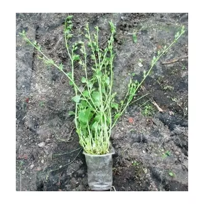 Дзвоники Пожарського Lisduggan variety. Д5.