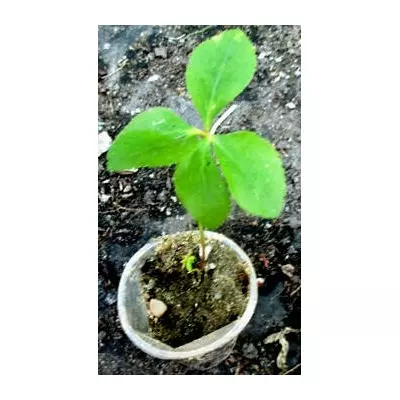 Морозник-кавказький. Розсада в контейнерах Д5.