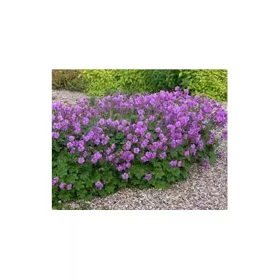 . Герань кантабрійська, Geranium cantabrigense Розсада в контейнерах Д5.