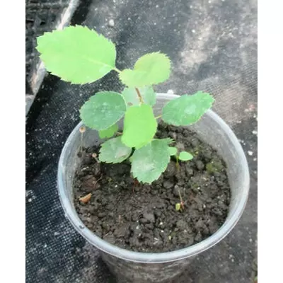 Ірга. Сіянці в контейнерах Д5.