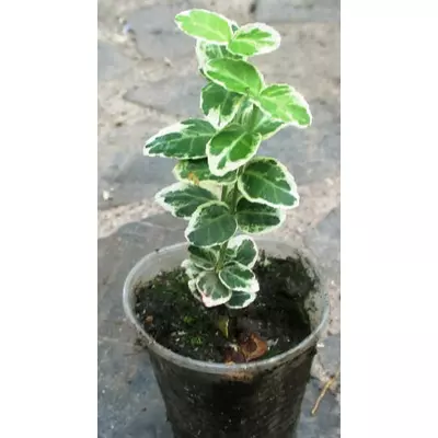 Бересклет Форчуна Emerald Gaiety. Вкорінені черенки в контейнерах Д5.