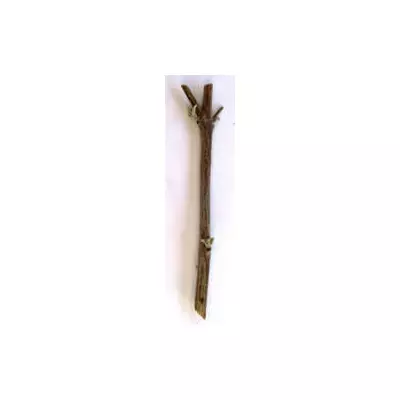 Каріоптеріс Вайт сюрпрайз. НЧ. Черенки для укорочення.