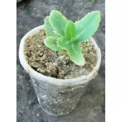 Очиток Карпатський. Розсада в контейнерах Д5.