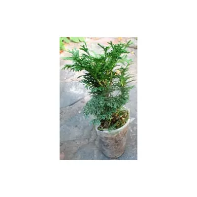 Туя західна куляста Хосері. 0.5 л.