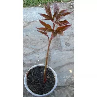 Півонія трав'янистий махровий. Суміш кольорів. Розсада в контейнерах 0.5 л.