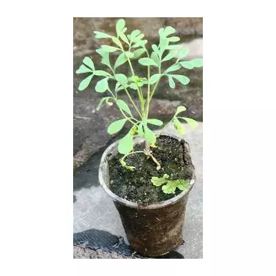 Рута душистая. У контейнерах д5.