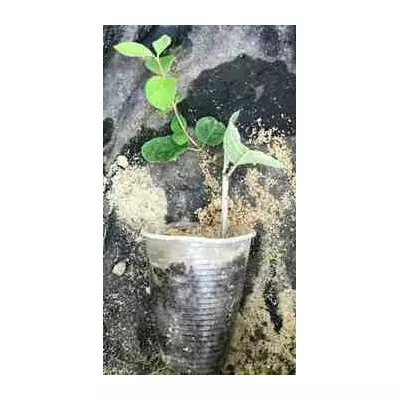 Жимолость чагарникова лісова. У контейнерах Д5.