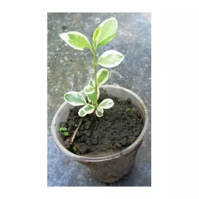 Бирючина овальнолиста білоокаймлена. Укорінені живці в контейнерах Д5.