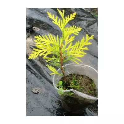 Туя західна Глобоза ауреа. У контейнерах 0.5 л.