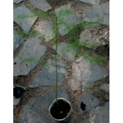 Спаржа. Розсада в контейнерах Д5.