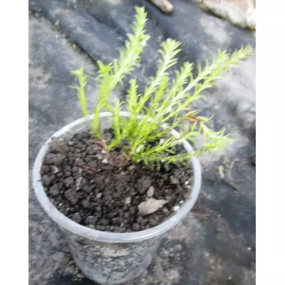 Туя західна Містер Боулінг Бол. Укорочені держаки в контейнерах Д5.