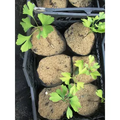 Гінкго білоба. У контейнерах Д12.