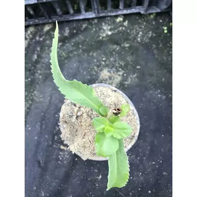 . Очиток живучий. Розсада в контейнерах Д5.