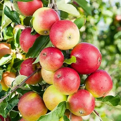 Яблуня Ліголь. Саджанці з ВКС.