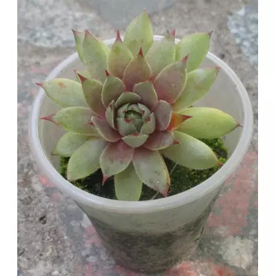 Молоділо Сер Вільям Лавренцій. Розетка в контейнері Д5.