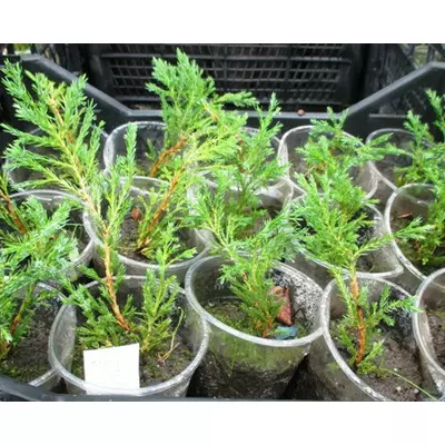 Ялівець горизонтальний Андорра компакта. У контейнерах 0.5 л