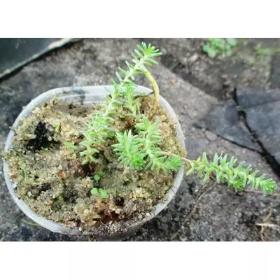 Очиток шестирядний. Розсада в контейнерах д5.