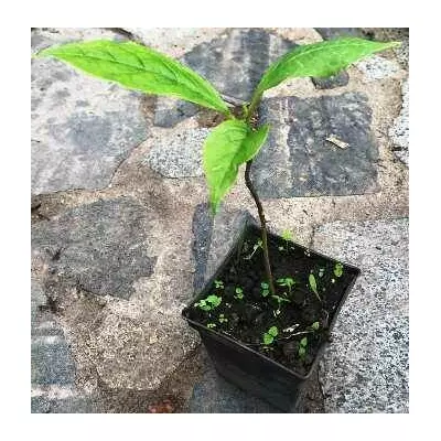 Магнолія Суланжа. З насіння сорту Алекандріна. У контейнерах 0.5 л.