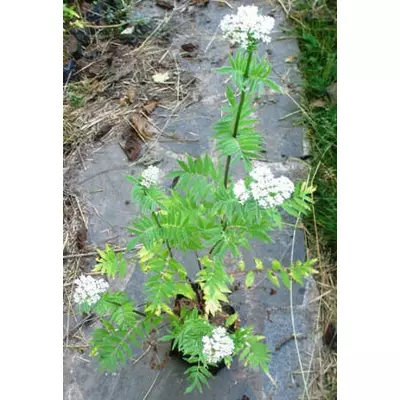 Валеріана лікарська. Саженці в контейнерах Д12.