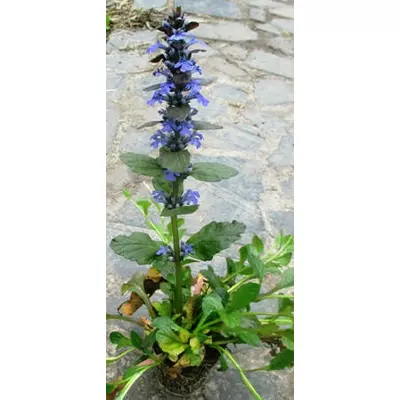 Живучка повзуча бура. Розсада в контейнерах Д5.