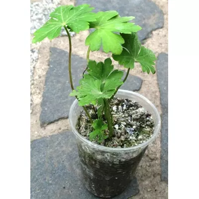 Герань балканська (крупнокоренева) Розсада в контейнерах Д5.